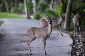 venado golf