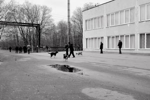 dogs of chernobyl
