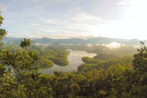 sonidos de la selva