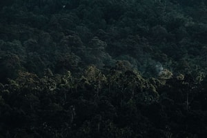 sonidos de la selva