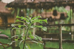 lluvia tropical