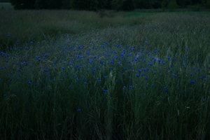 flores de noche