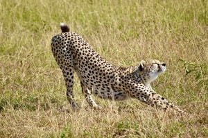 chita