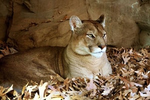 pumas en méxico