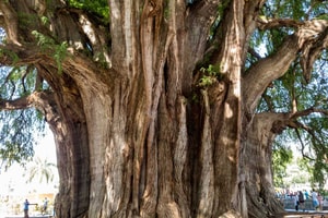 el tule árbol sagrado