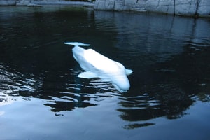beluga nadando