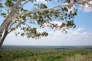 selva maya