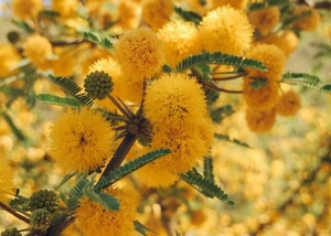 huizache-arbol-de-color-en-mexico