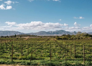 valle de guadalupe