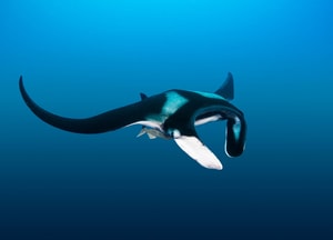 mantarrayas