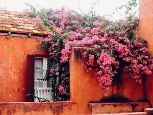 casa-bugambilias-en-mexico
