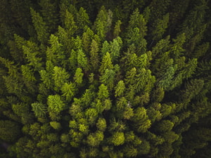 los-bosques-dan-felicidad