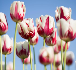 lugares para ver tulipanes en América