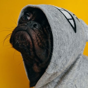 viajar con tu perro en avión