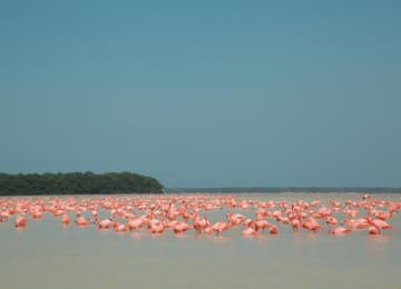 Yucatán es el estado más rosa del país: flamingos, playas y flores