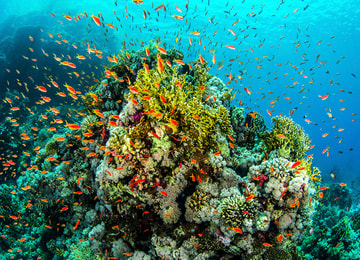 ¿Los arrecifes podrían desaparecer?