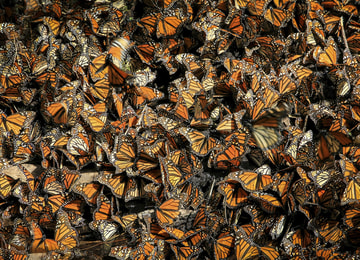 Ahora se puede rastrear el camino de las mariposas monarca