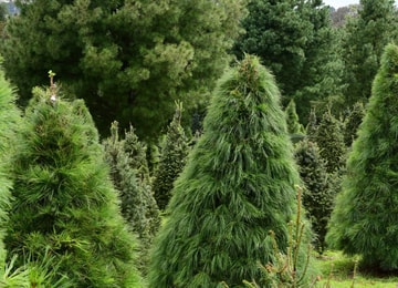 Conoce el árbol navideño originario de los bosques mexicanos