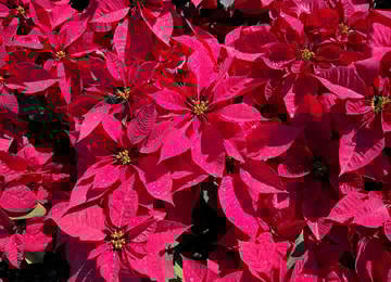 La historia de las nochebuenas: la flor de navidad de México para el mundo