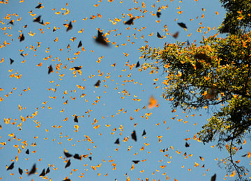 El significado prehispánico de las mariposas monarca