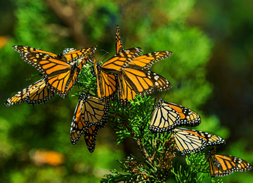 ¿Todavía se pueden ver mariposas monarca en México?