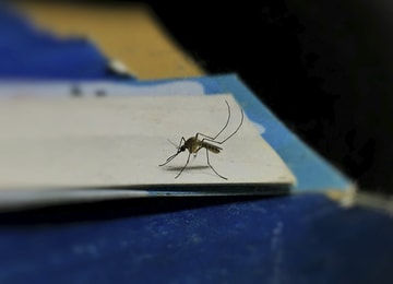 ¿Qué es la alerta por virus transmitidos por mosquitos? (Y por qué deberías de considerarla cuando viajas)