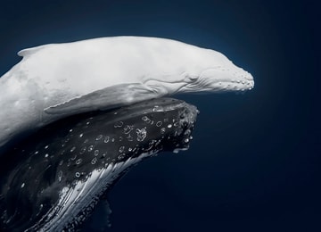 La fotografía de una ballena blanca ganó el World Nature Photography Awards