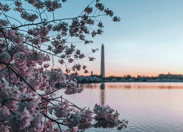 La temporada de cherry blossoms ya empezó: tres ciudades donde verlos en su mejor momento