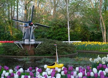 ¿Dónde ver tulipanes en Holanda durante la primavera?