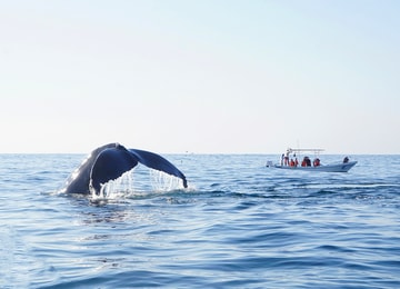 Las grandes amenazas que impedirán que lleguen ballenas a México