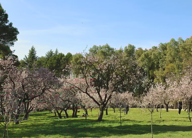 Parece un parque de cerezos en Japón, pero son almendros y están en Madrid