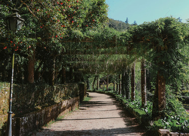 ¿Un bosque certificado como sanador? Está en Portugal