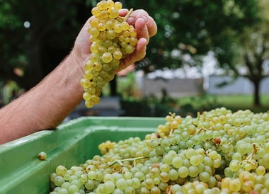 Moët & Chandon Grand Vintage: el carácter irrepetible de un momento