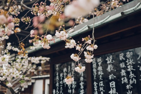 Hanami en Japón | Revista Travesías