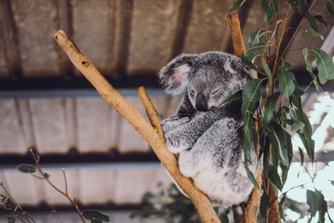 Los zoológicos más bonitos del mundo | Revista Travesías