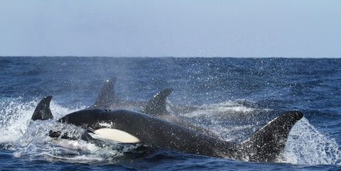 orcas