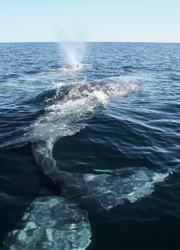 Cada invierno, la ballena gris emprende una travesía de más de 15,000 kilómetros desde el Ártico hasta las lagunas de Baja California Sur. La bahía Magdalena es su escenario de cortejo, apareamiento y nacimiento. Estas ballenas por naturaleza son curiosas, así que frecuentemente se acercan a las lanchas de los turistas que visitan la zona para verlas de cerca. 