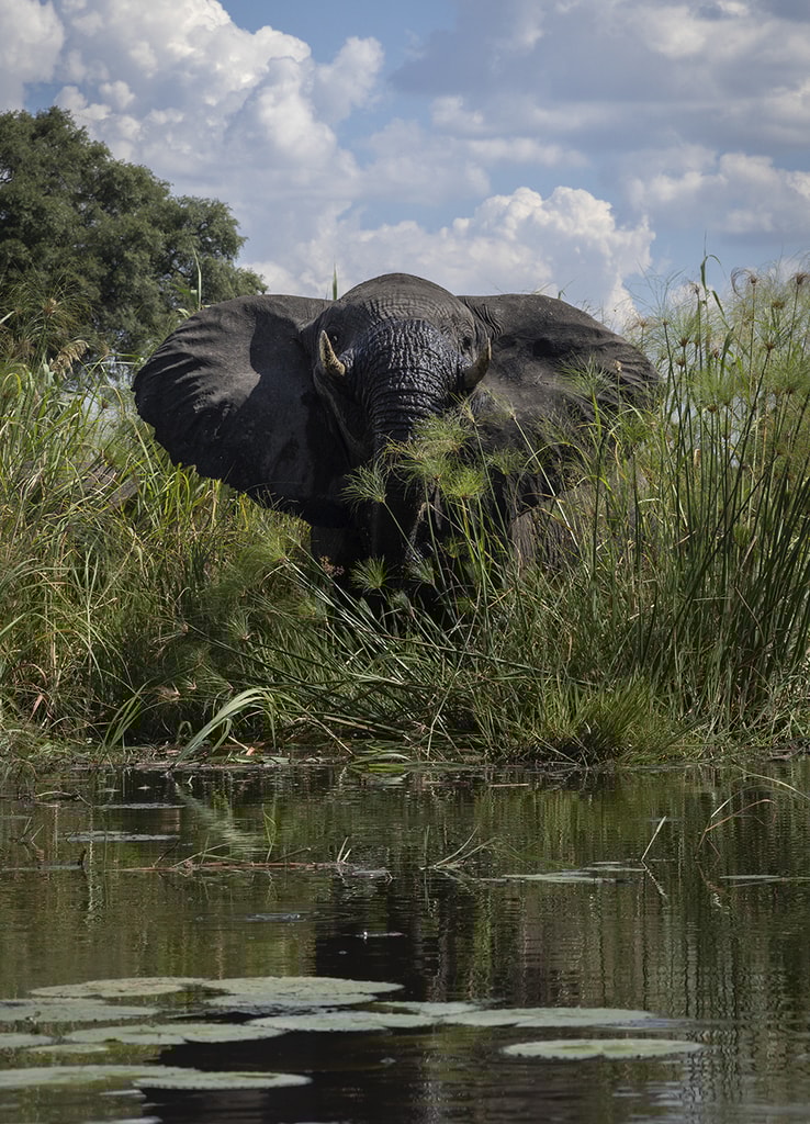 Un majestuoso elefante macho emerge de las orillas del río Linyanti, en Botsuana. Con el apoyo de Rolex, Boyes y su equipo han completado 50 expediciones fluviales. Foto: ©The Wilderness Project/James Kydd.